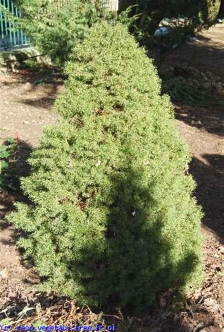 Picea glauca 'Conica'