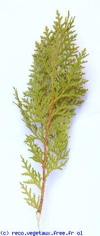 Thuja orientalis 'Aurea'