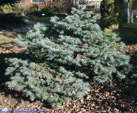 Picea pungens 'Glauca globosa'