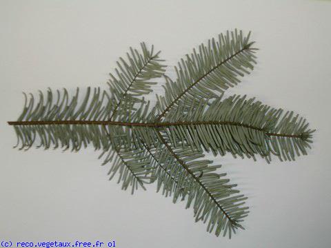 Abies pectinata 