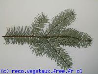 Abies pectinata 