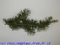 Cedrus atlantica 