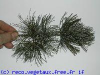 Pinus sylvestris 