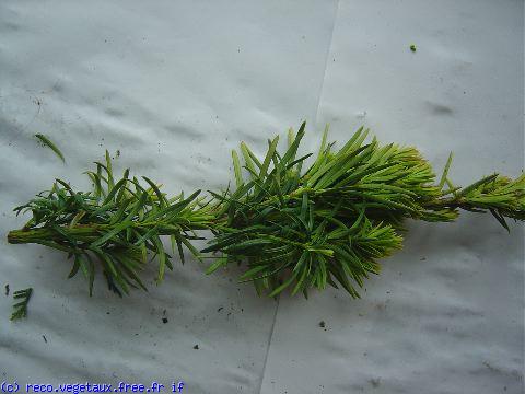 Taxus baccata 'Fastigiata aurea'