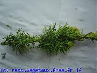 Taxus baccata 'Fastigiata aurea'