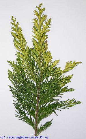 Thuja occidentalis 'Sunkist'