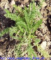 Achillea millefolium 