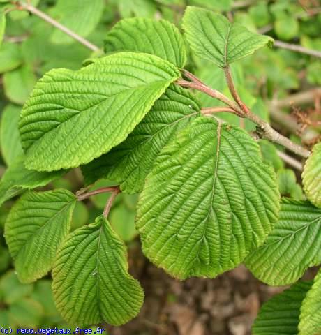 Viburnum plicatum 'Mariesii'