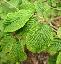 Viburnum plicatum 'Mariesii'