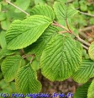 Viburnum plicatum 'Mariesii'