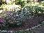 Rubus thibetanus 'Silver ferne'