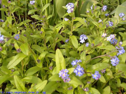 Myosotis alpestris 