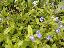 Myosotis alpestris 