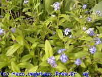 Myosotis alpestris 