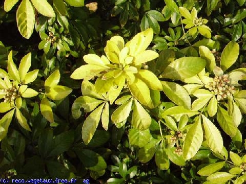 Choisya ternata 'Sundance'