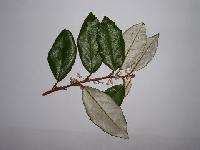 Elaeagnus x ebbingei 