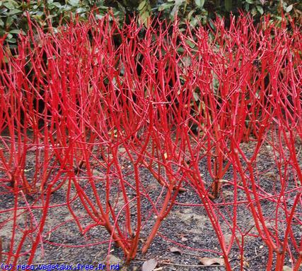 Cornus alba 