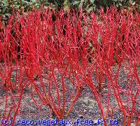 Cornus alba 