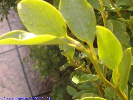 Griselinia littoralis 