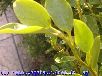 Griselinia littoralis 