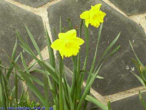 Narcissus pseudonarcissus 