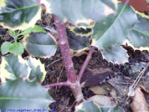 Ilex aquifolium 'Madame briot'