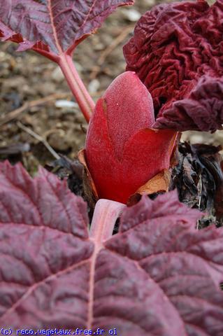 Rheum palmatum 