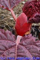 Rheum palmatum 