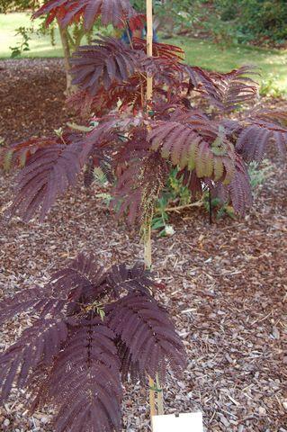 Albizzia julibrissin 'Summer chocolate'