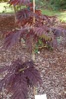 Albizzia julibrissin 'Summer chocolate'