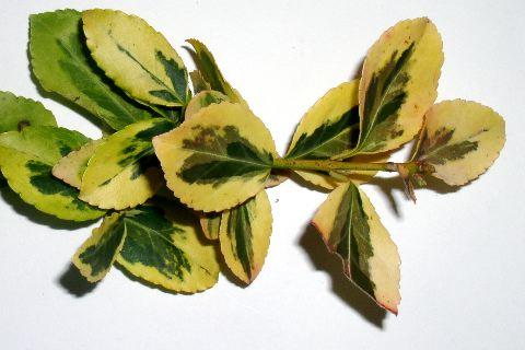 Euonymus japonicus 'Aureomarginatus'