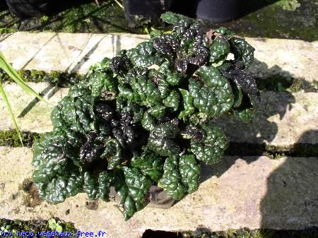 Ajuga pyramidalis 'Metallica crispa'