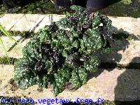 Ajuga pyramidalis 'Metallica crispa'