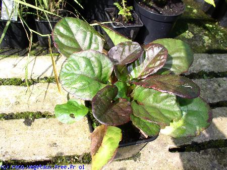 Ajuga reptans 'Catlins giant'