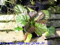 Ajuga reptans 'Catlins giant'