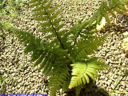 Dryopteris wallichiana 