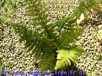 Dryopteris wallichiana 