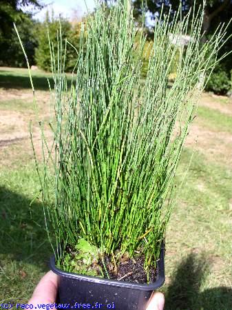 Equisetum scirpoides 