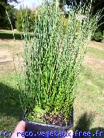 Equisetum scirpoides 