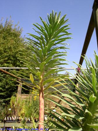 Euphorbia characias 