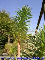 Euphorbia characias 