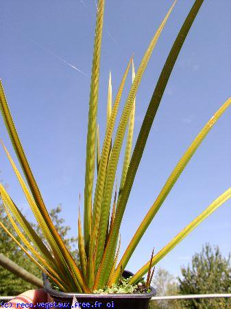 Libertia peregrinans 