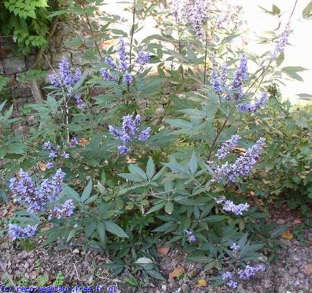 Vitex agnus-castus 