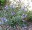 Vitex agnus-castus 