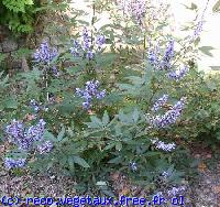 Vitex agnus-castus 