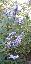 Vitex agnus-castus 