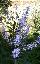 Vitex agnus-castus 