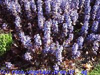 Ajuga reptens 'Atropurpurea'