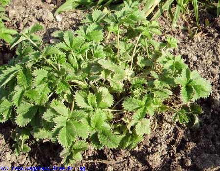 Potentilla sterilis 