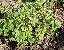 Potentilla sterilis 